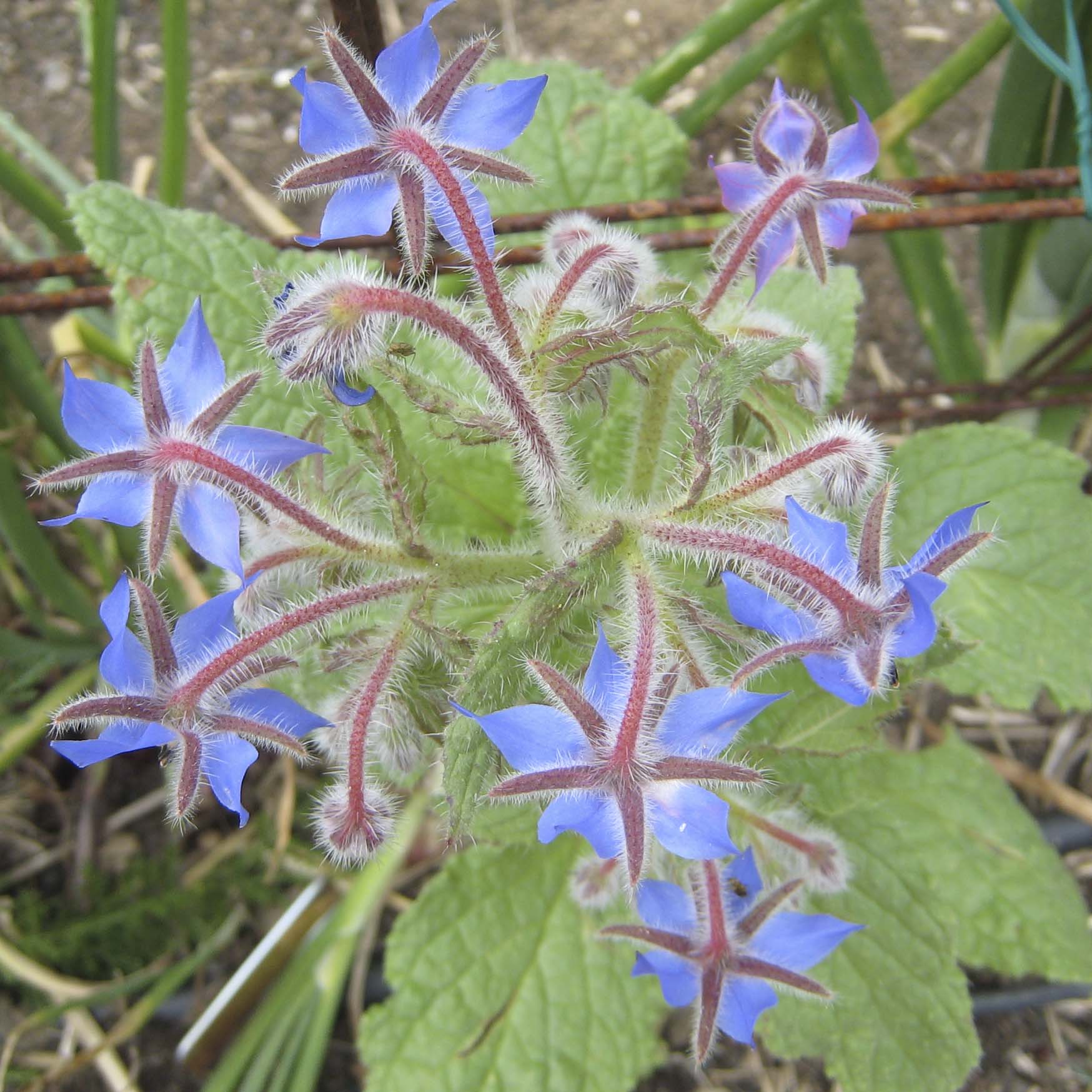 How to Prune Borage: Essential Tips for Healthy Growth