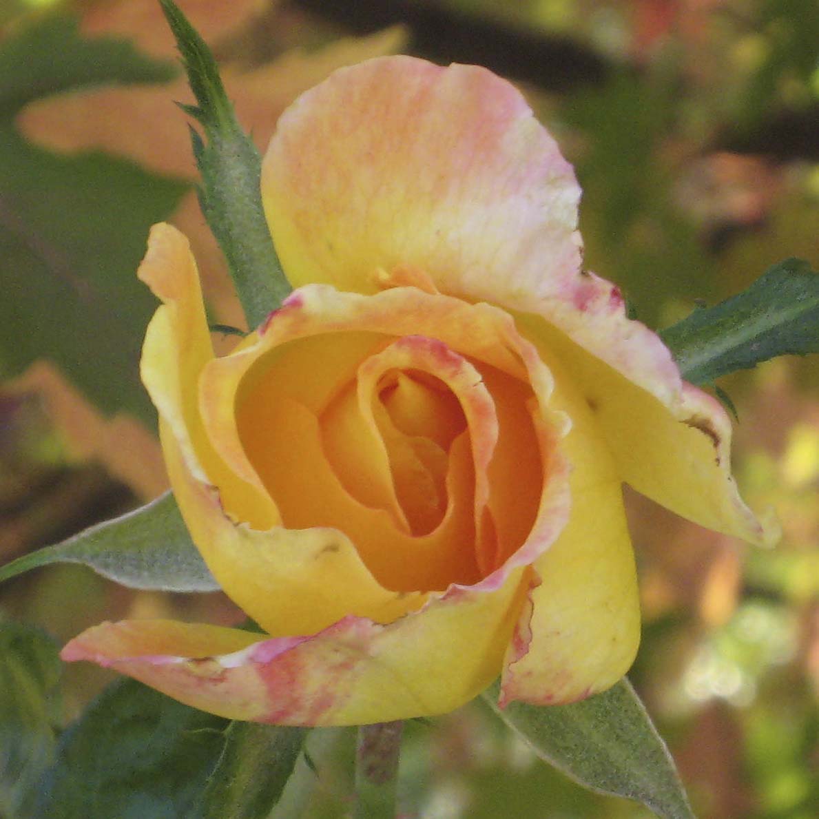 how-to-grow-roses-the-plant-lady